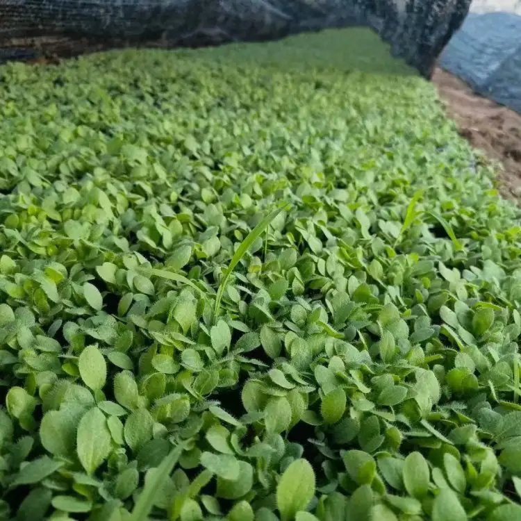 黑心菊杯苗容器苗