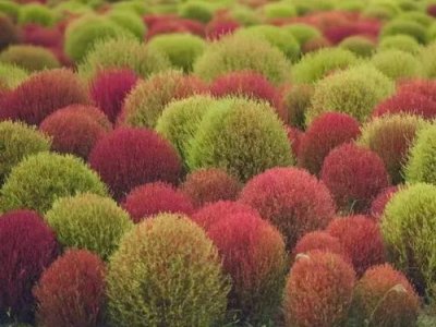 紅地膚