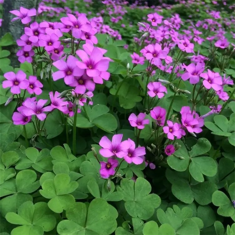 <a href='http://m.wuzhouwash.com/yaocaizhongzi/2335.html' target='_blank'>紅花</a>酢漿草杯苗容器苗