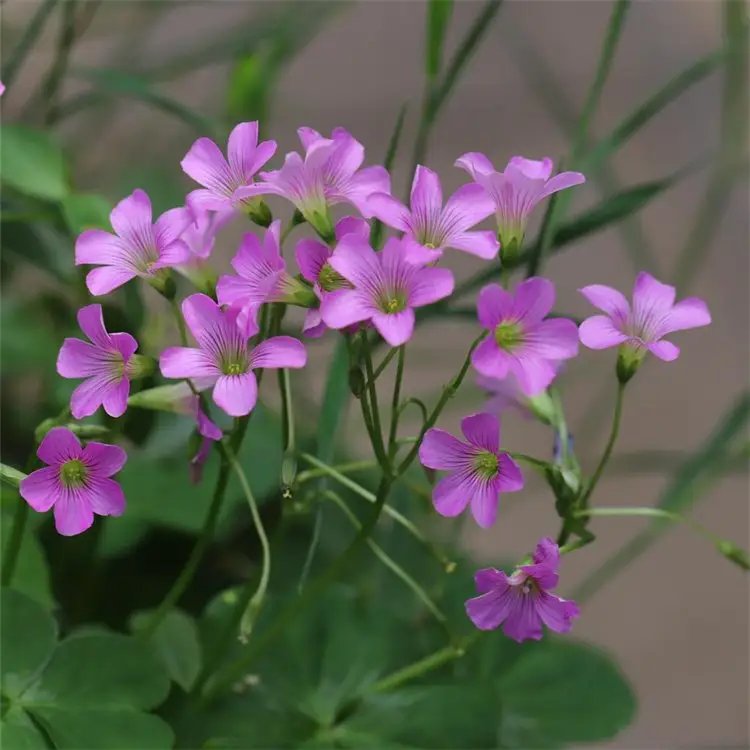 <a href='http://m.wuzhouwash.com/yaocaizhongzi/2335.html' target='_blank'>紅花</a>酢漿草杯苗容器苗