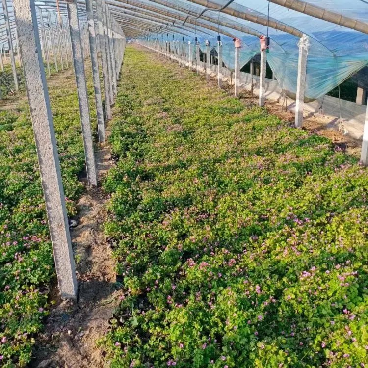 紅花酢漿草杯苗容器苗