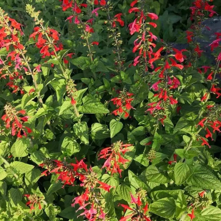 紅花鼠尾草杯苗容器苗