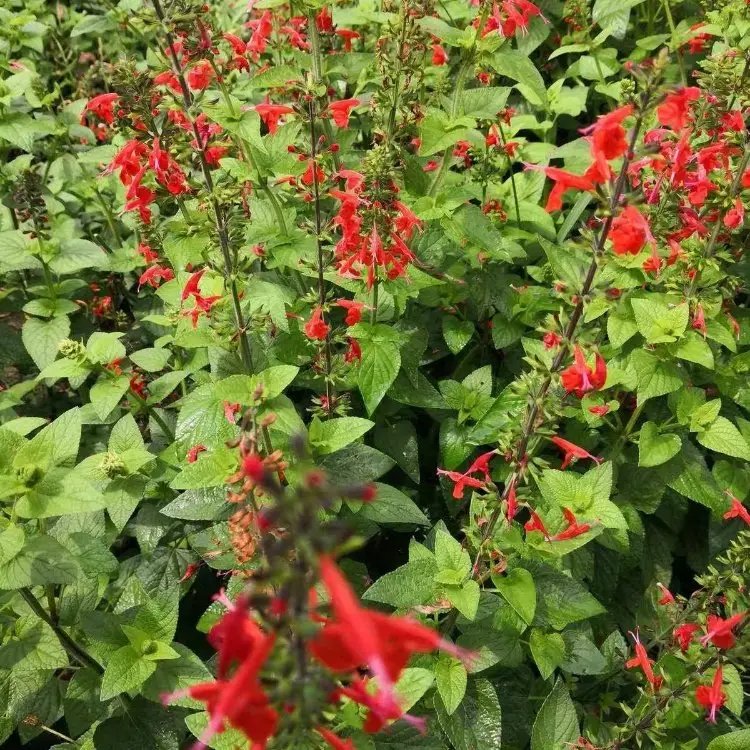 紅花鼠尾草杯苗容器苗