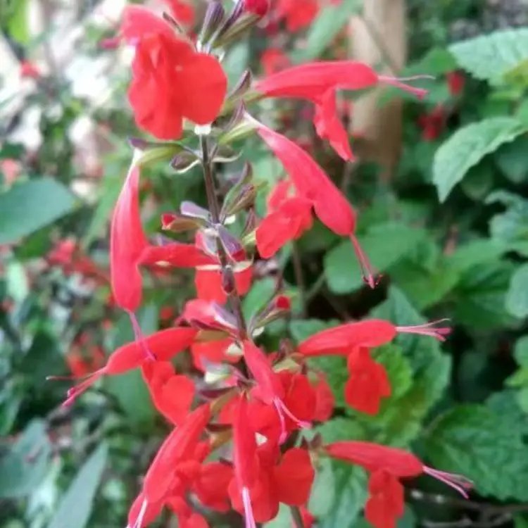 紅花鼠尾草杯苗容器苗