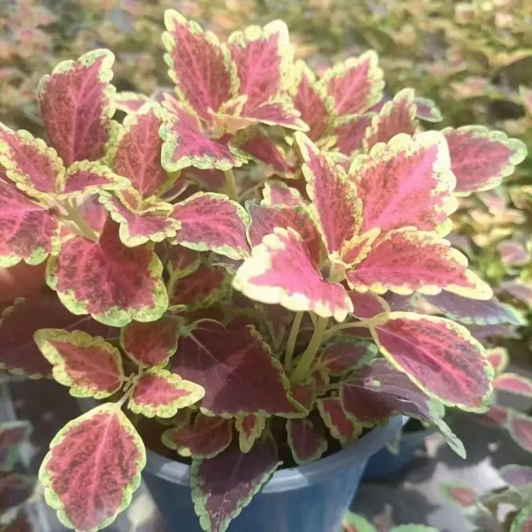 紅色彩葉草杯苗容器苗