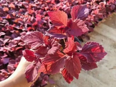 紅色彩葉草