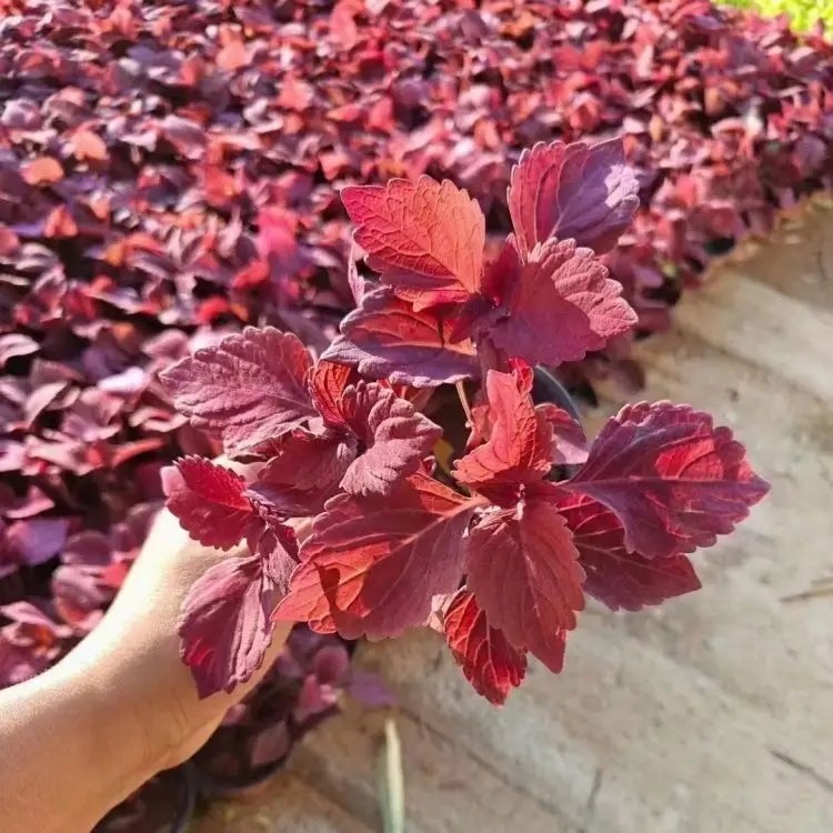 紅色彩葉草杯苗容器苗