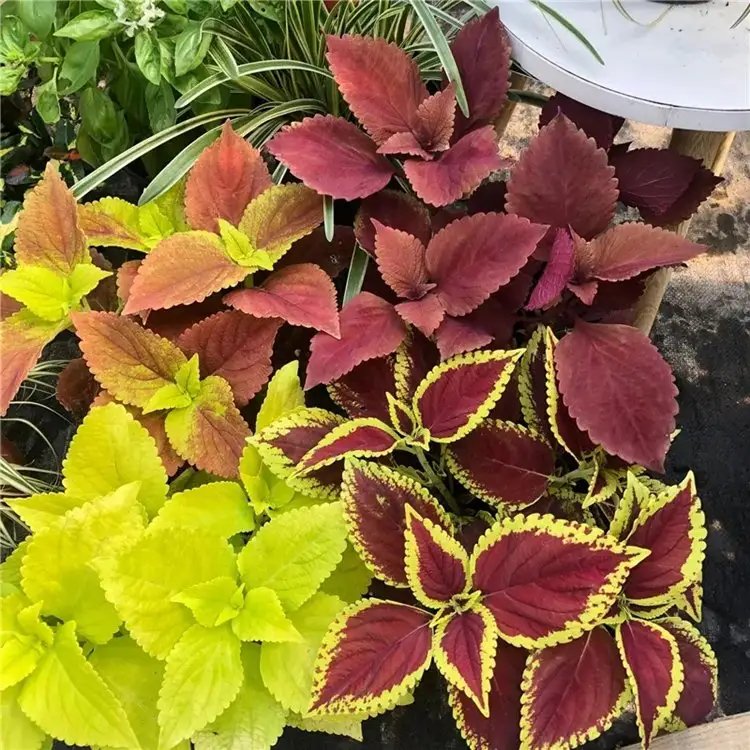 紅色彩葉草杯苗容器苗