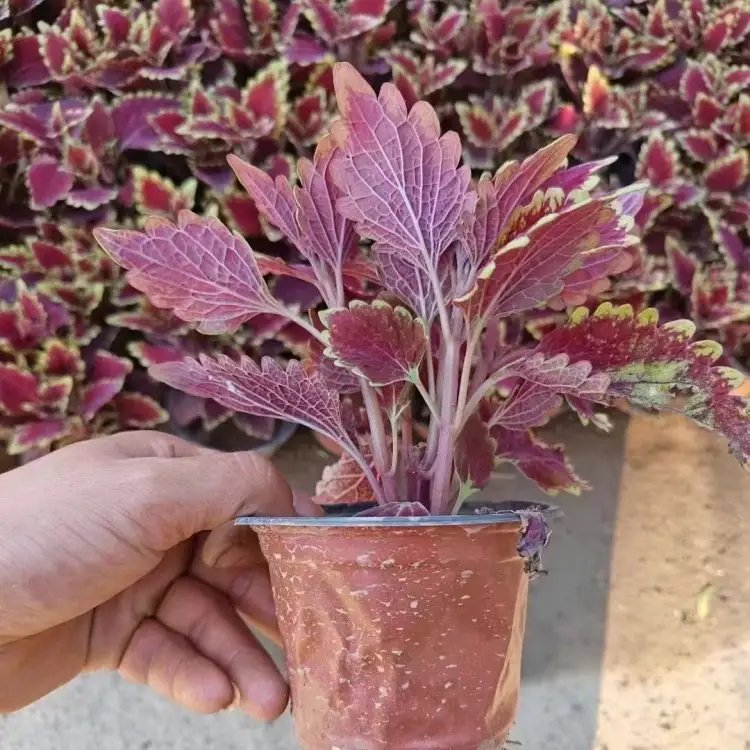 紅色彩葉草杯苗容器苗