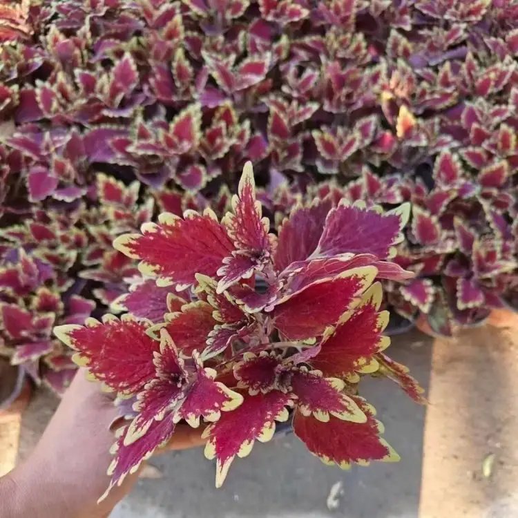 紅色彩葉草杯苗容器苗
