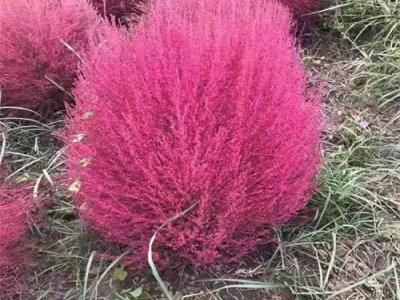 紅葉地膚草