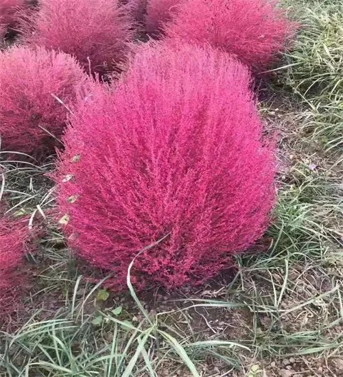 <a href='http://m.wuzhouwash.com/caohuazhongzi/16600.html' target='_blank'>紅葉地膚</a>草杯苗容器苗