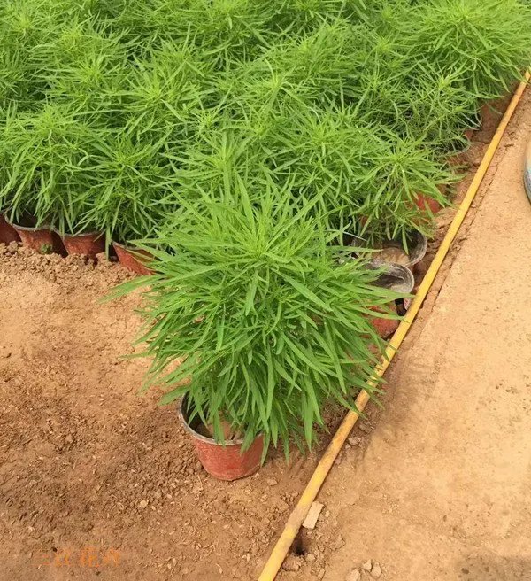 紅葉<a href='http://m.wuzhouwash.com/caohuazhongzi/1041.html' target='_blank'>地膚</a>草杯苗容器苗