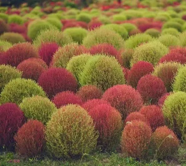 紅葉地膚草杯苗容器苗