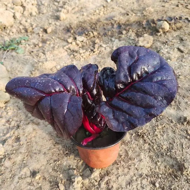 紅葉甜菜杯苗容器苗