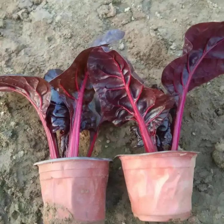 紅葉甜菜杯苗容器苗