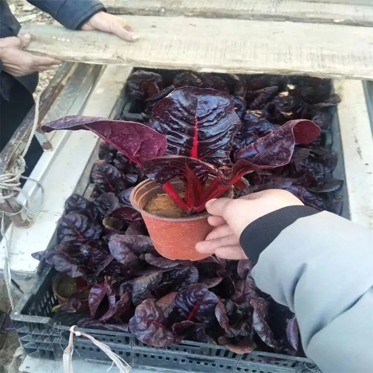 紅葉甜菜杯苗容器苗
