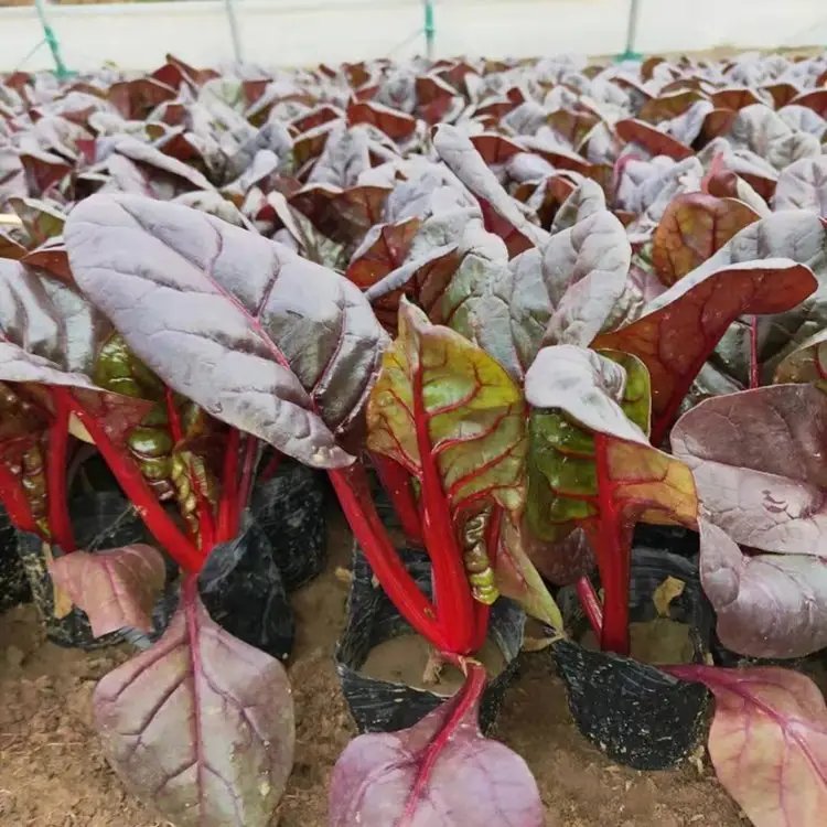 紅葉甜菜杯苗容器苗