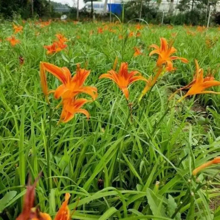 鴻運萱草杯苗容器苗
