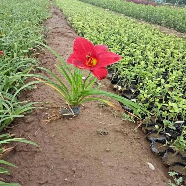 鴻運<a href='http://m.wuzhouwash.com/caobenzhiwu/3404.html' target='_blank'>萱草</a>杯苗容器苗