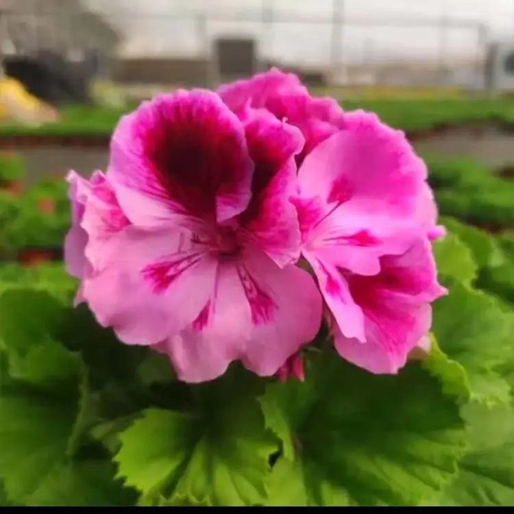 蝴蝶梅杯苗容器苗