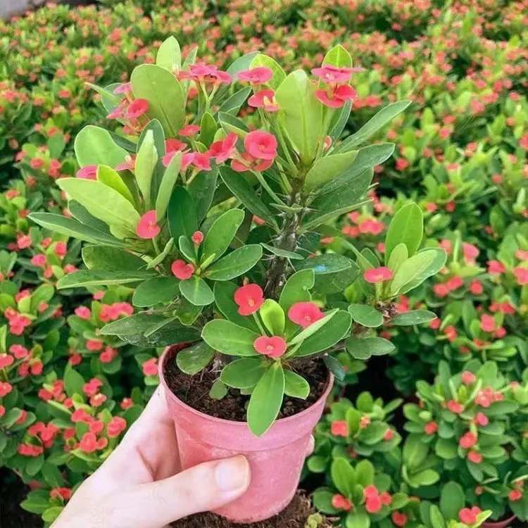 虎刺梅杯苗容器苗