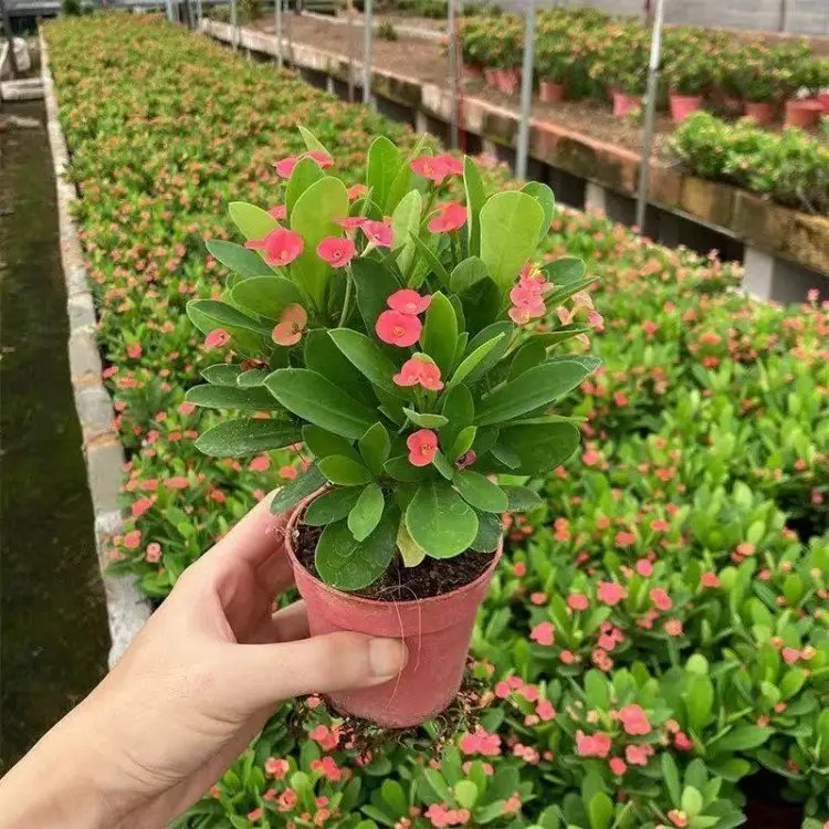 虎刺梅杯苗容器苗