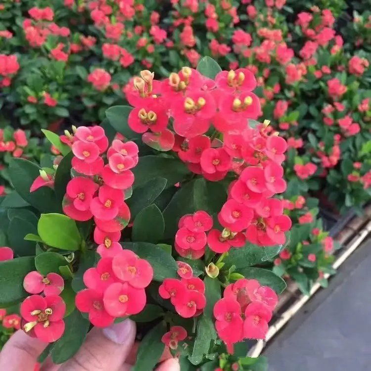 虎刺梅杯苗容器苗