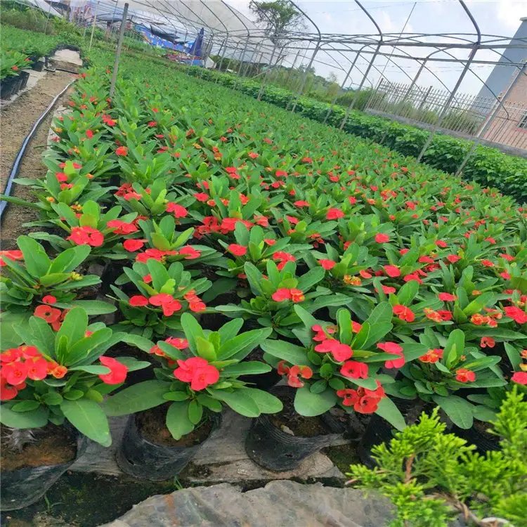 虎刺梅杯苗容器苗