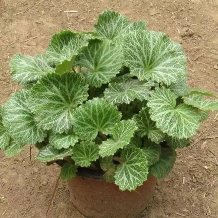 虎耳草杯苗容器苗