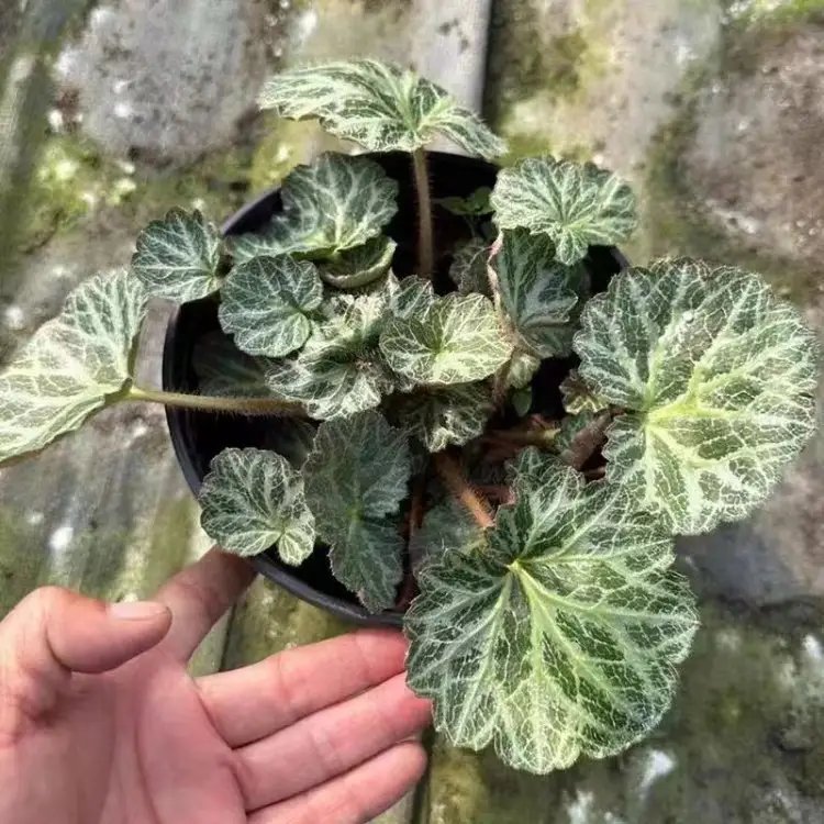 虎耳草杯苗容器苗