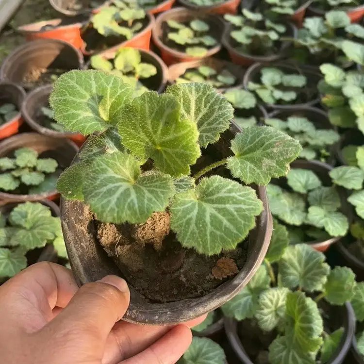 虎耳草杯苗容器苗