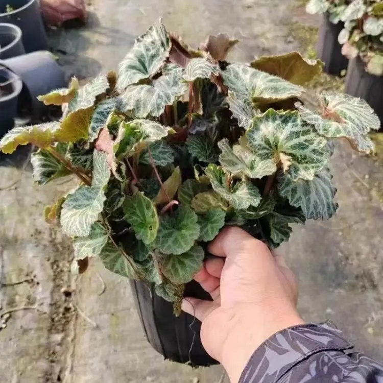虎耳草杯苗容器苗
