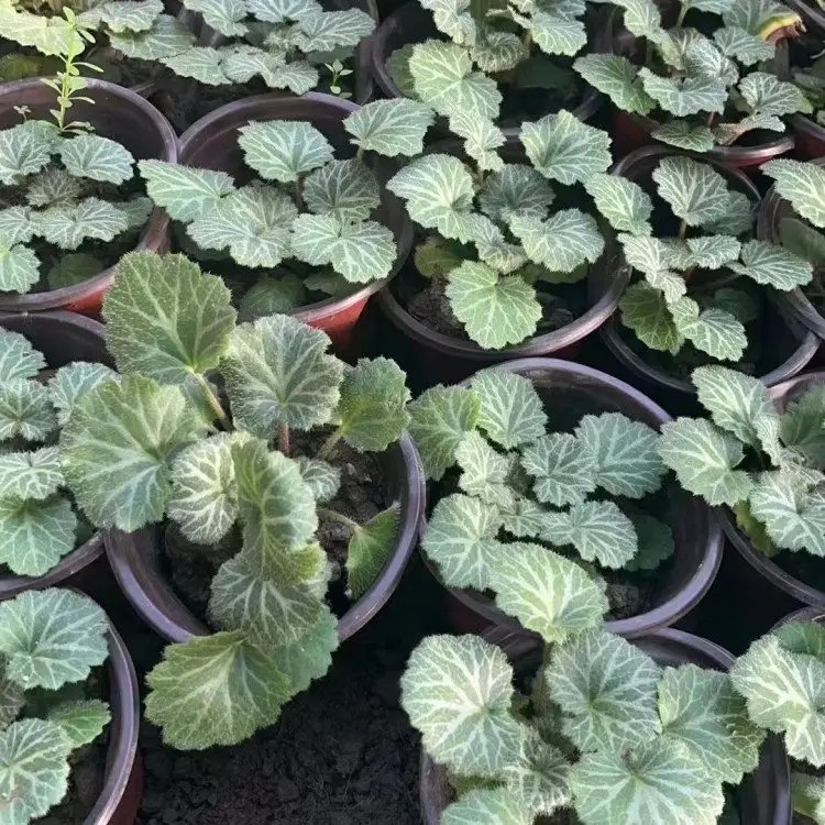 虎耳草杯苗容器苗