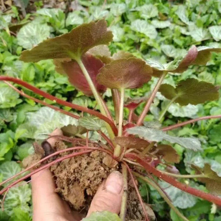 虎耳草杯苗容器苗