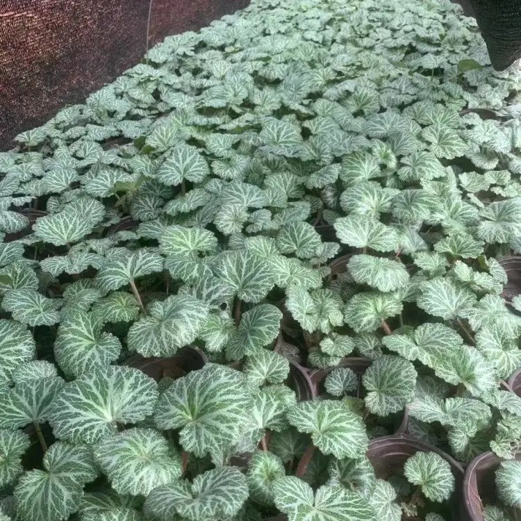 虎耳草杯苗容器苗