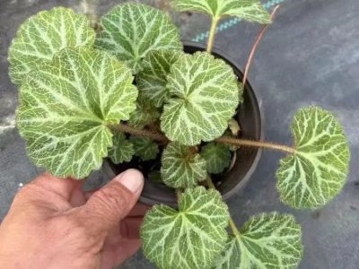 虎耳草