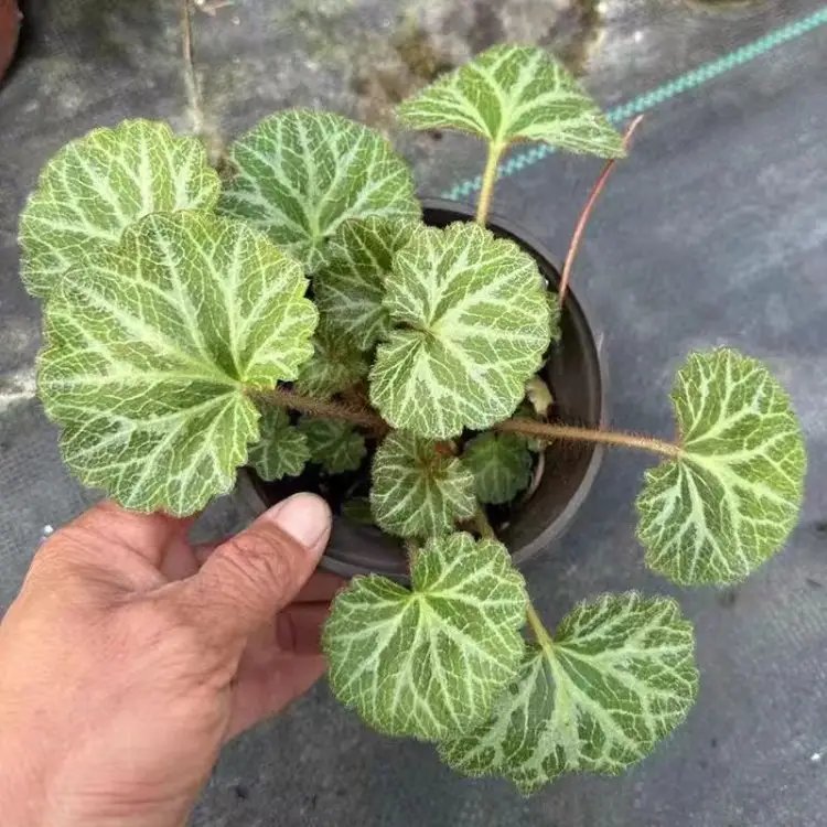 虎耳草杯苗容器苗