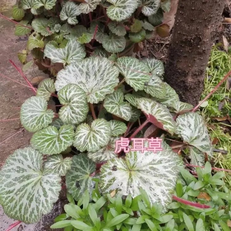 虎耳草杯苗容器苗
