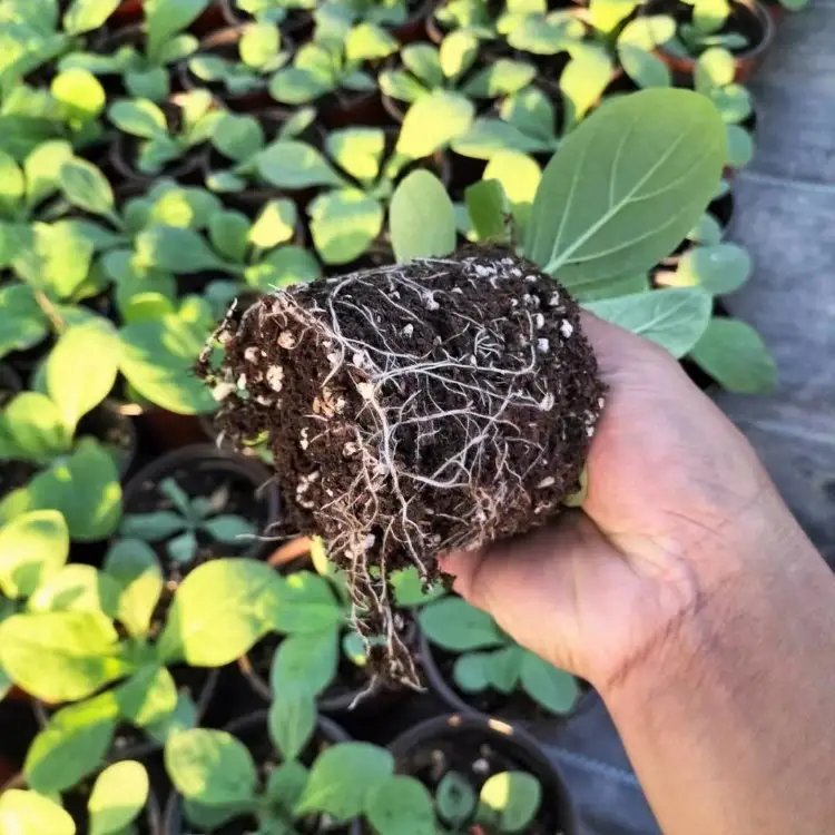 花煙草杯苗容器苗