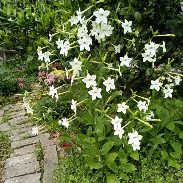 花煙草杯苗容器苗