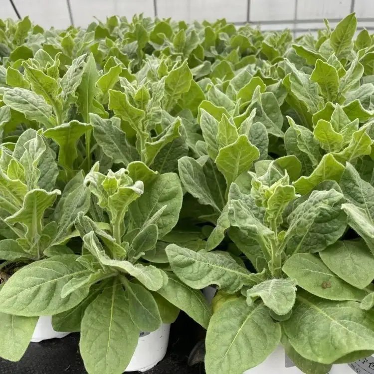 花煙草杯苗容器苗