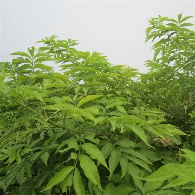 花葉接骨木苗