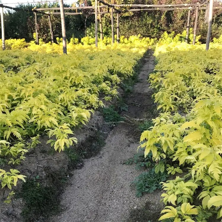 花葉接骨木苗