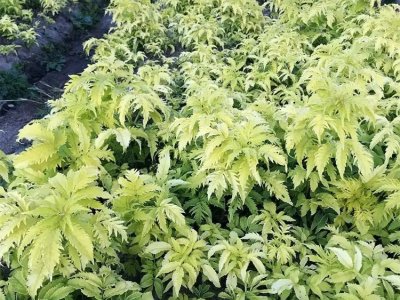 花葉接骨木