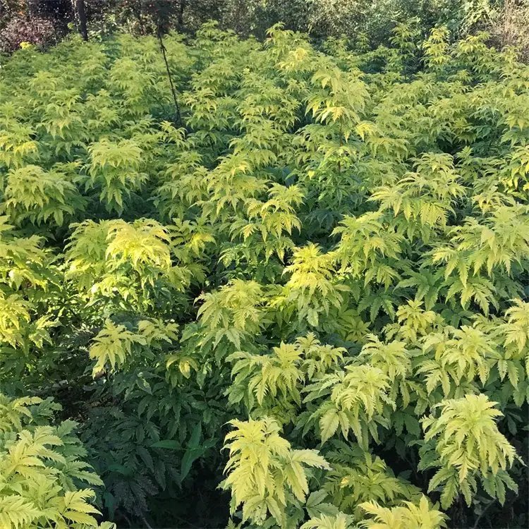 花葉接骨木苗