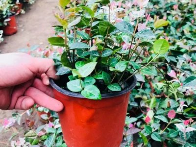 花葉絡石