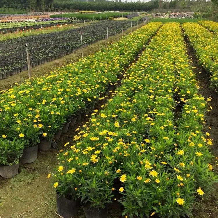 木春菊杯苗容器苗