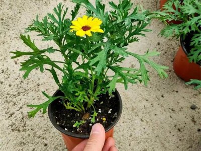木春菊