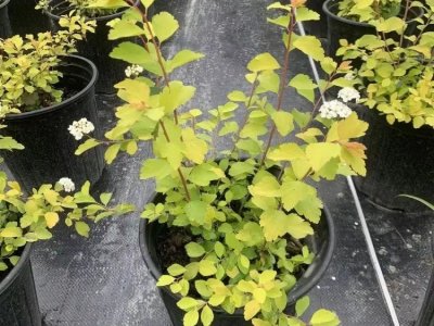 繡線菊